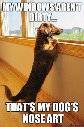 Dachshund standing while leaning by the window photo with a text 