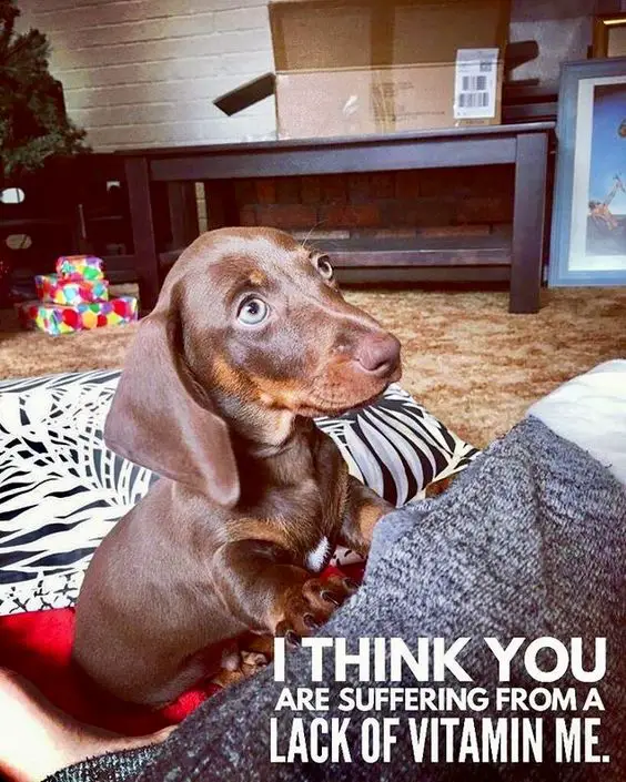 begging Dachshund photo with a text 