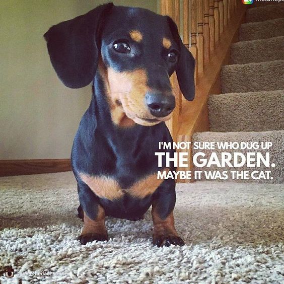 Dachshund on the carpet photo with a text 