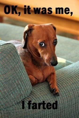 guilty Dachshund on the couch photo with a text 