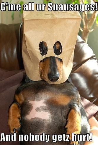 Dachshund wearing a paper bag with holes for its eyes and mouth photo with a text 