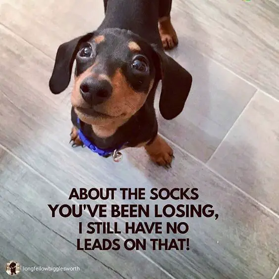 Dachshund looking up with its begging face photo with a text 