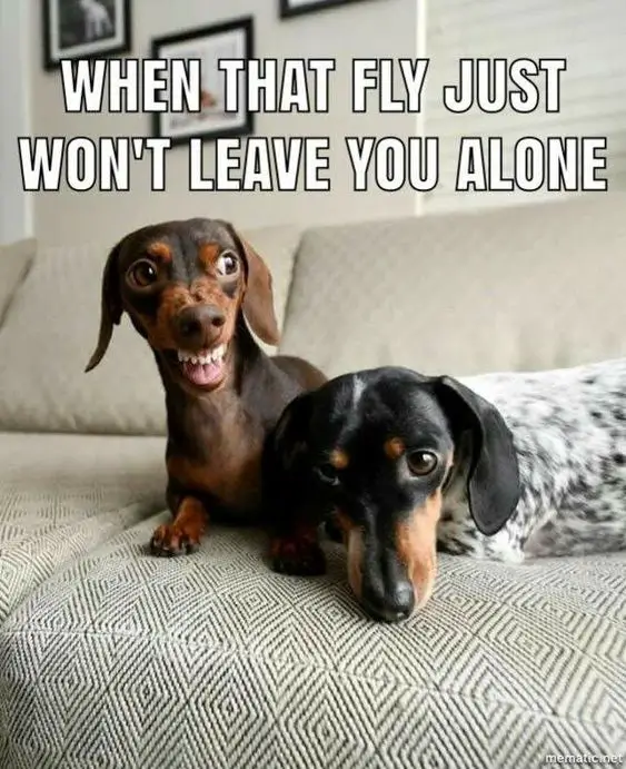 funny faced Dachshund with a lying down Dachshund on the couch photo with a text 