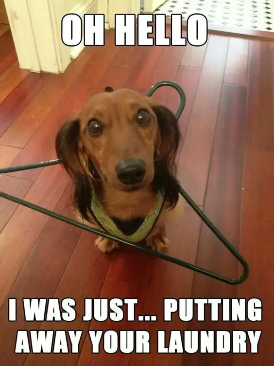 Dachshund sitting on the floor with stick hanger around its body with a text 