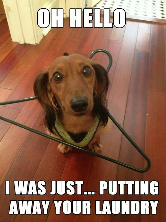 Dachshund sitting on the floor with stick hanger around its body with a text 