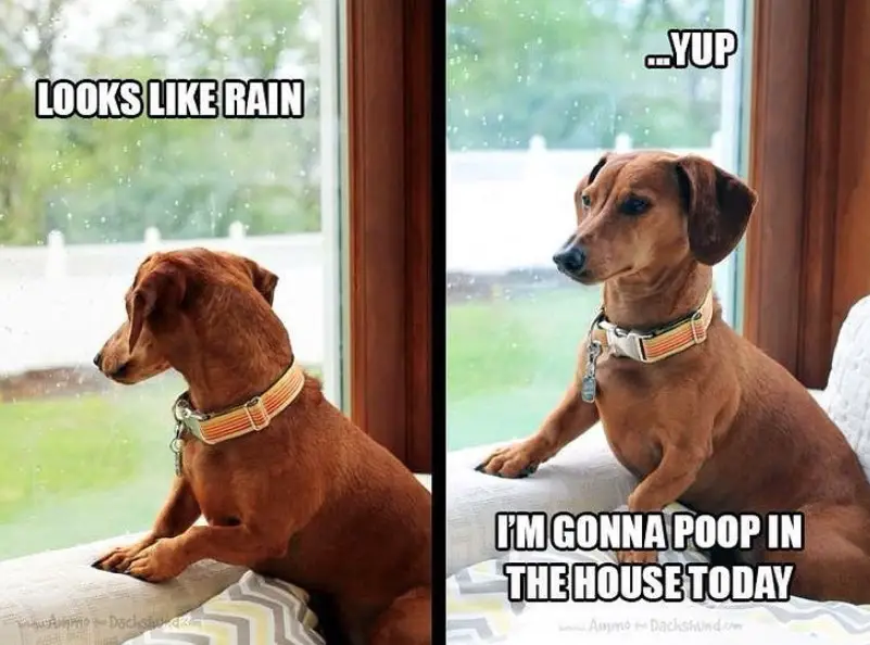 photo of a Dachshund looking at the window with a text 