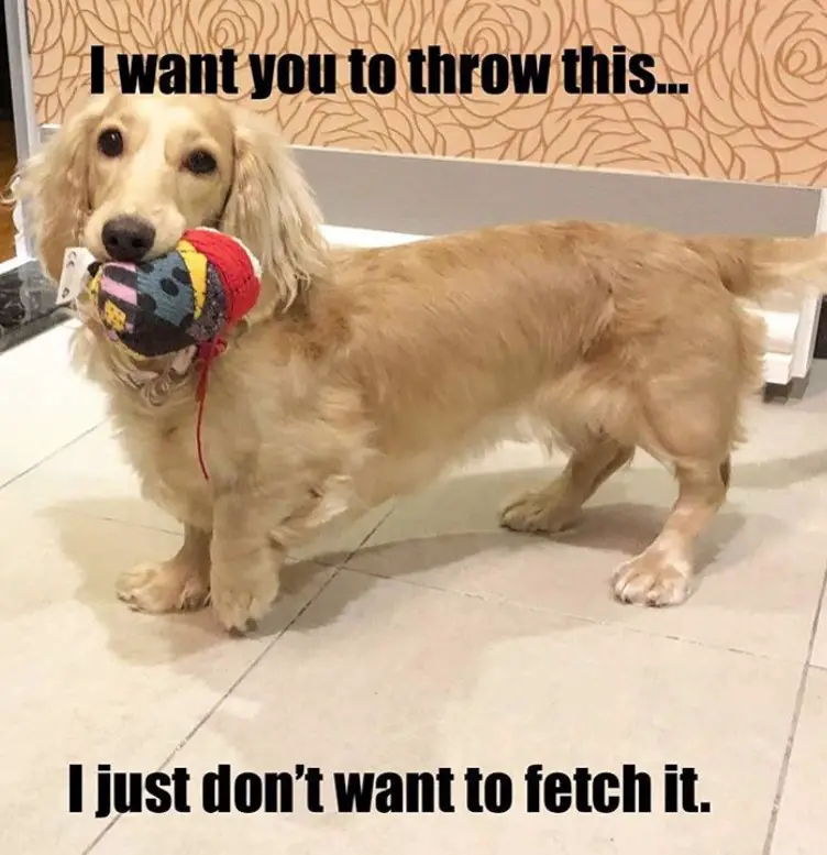 photo of a Dachshund with a toy in its mouth and a text 