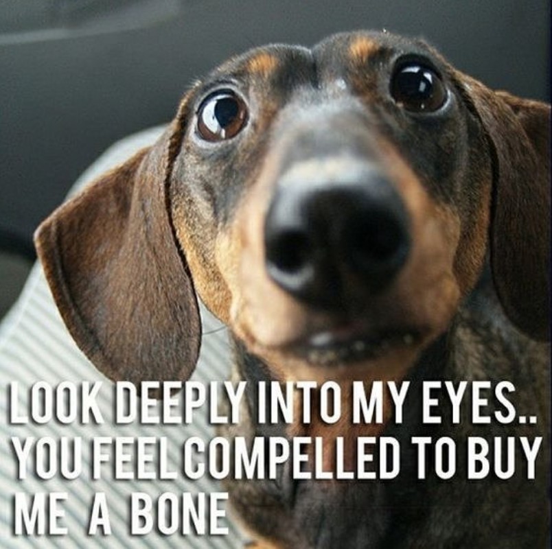 curious Dachshund photo with a text 