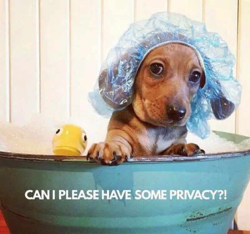 Dachshund inside a barrel filled with water while its ears are covered with plastic photo with a text 