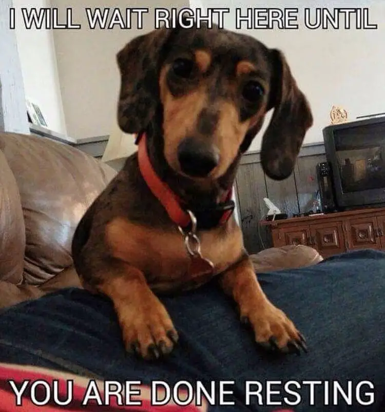 staring Dachshund while on its owner's lap photo with a text 