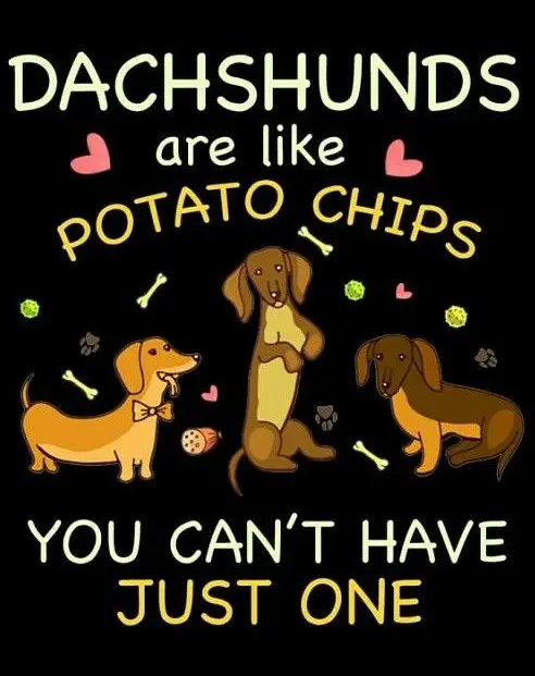 three Dachshunds artwork with saying - Dachshunds are like potato chips, you have just one.