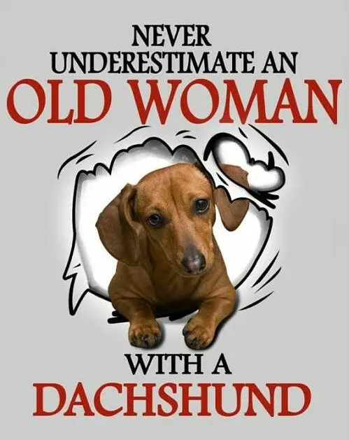 A Dachshund photo with quote - Never underestimate an old woman with a Dachshund