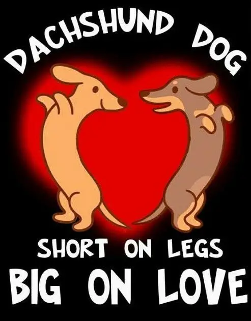 two Dachshund artworks in a heart with saying - Dachshund dog short on legs big on love