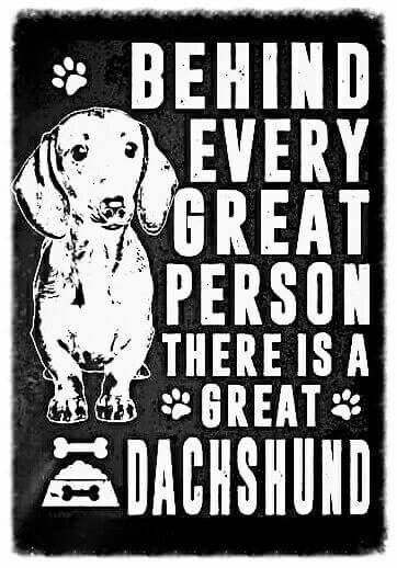 A saying - Behind every great person there is a great Dachshund