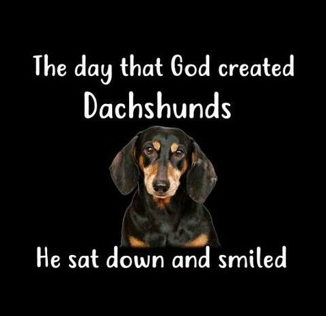 photo of a Dachshund and with quote - The day that God created Dachshunds. He sat down and smiled