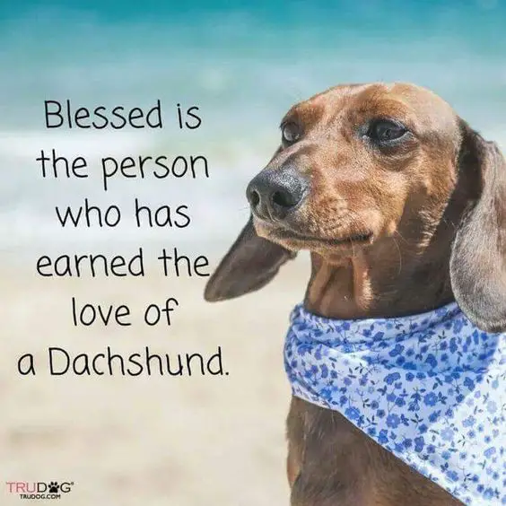 A photo of a Dachshund at the beach with quote- Blessed is the person who has earned the love of a Dachshund.
