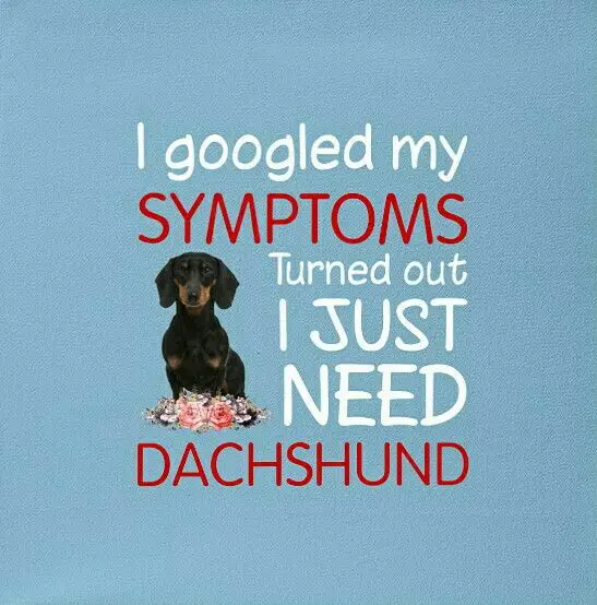 A Dachshund photo with a quote - I googled my symptoms turned out I just need a Dachshund