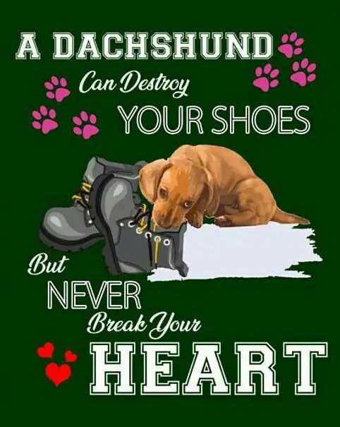 An artwork of a Dachshund biting a shoe with saying - A Dachshund can destroy your shoes but never break your heart