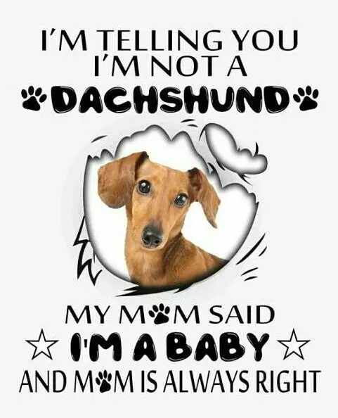 photo of a Dachshund and with saying - I'm telling you I'm not a Dachshund, my mom said I'm a baby and mom is always right.