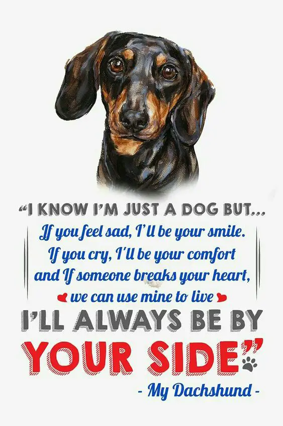 An artwork of a Dachshund with quote - I know I'm just a dog but.. If you feel sad, I'll be your smile. If you cry, I'll be your comfort and if someone breaks your heart, we can use mine to live. I'll always be by your side. 