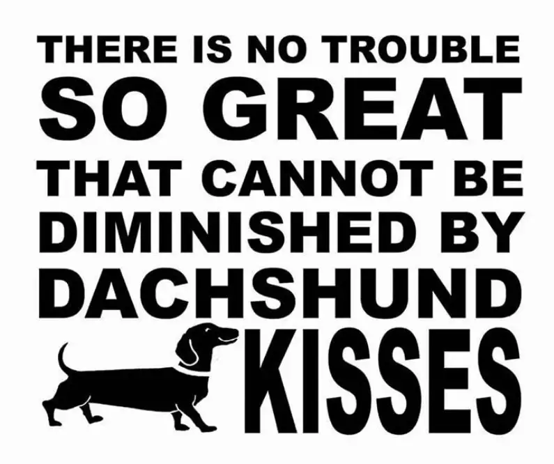 A saying - There is no trouble so great that cannot be diminished by a Dachshund kisses