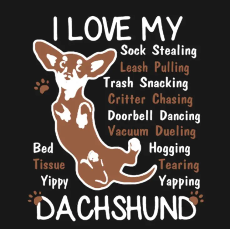 A Dachshund artwork with quote - I love my sock stealing, leash pulling, trash snacking, critter chasing, doorbell dancing, vacuum dueling, beg hogging, tissue tearing, yippy yapping Dachshund.