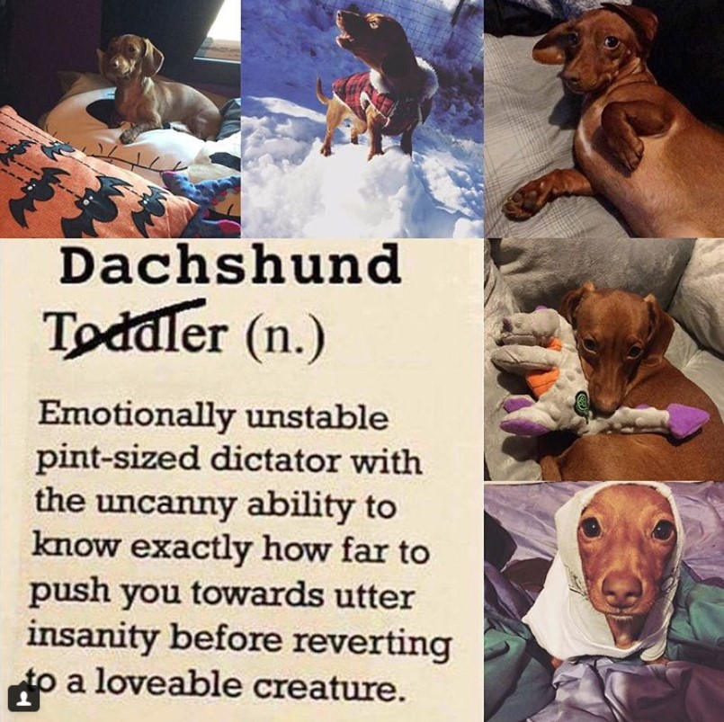 a collage photos of a Dachshund with a quote - Dachshund, emotionally unstable pint-sized dictator with the uncanny ability to know exactly how far to push you towards utter insanity before reverting to a loveable creature.