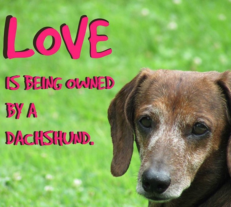 A photo of a Dachshund with saying - Love is being owned by a Dachshund.