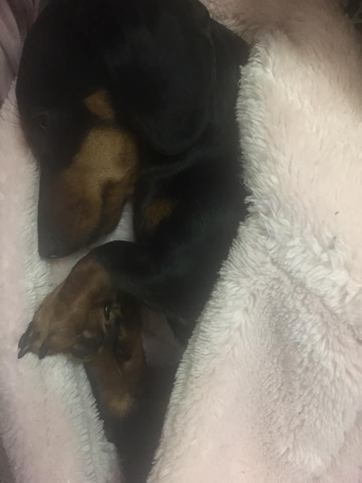 Dachshund lying on its side while sleeping