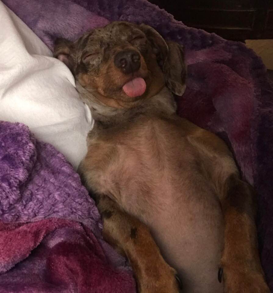 Dachshund lying on its back while sleeping with its tongue sticking out