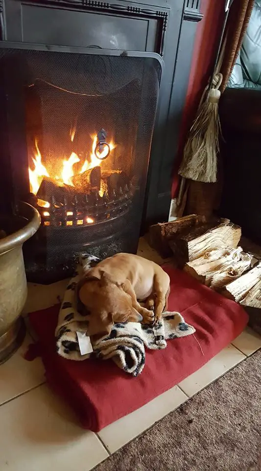 Dachshund sleeping near the fire place