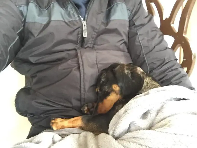 Dachshund sleeping on its owner's lap