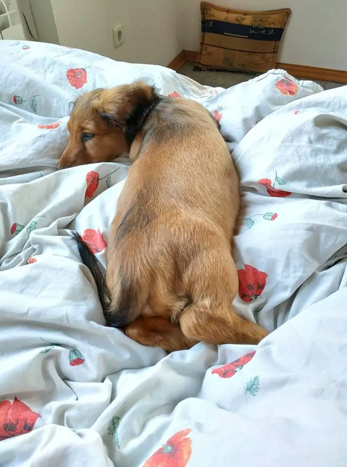 Dachshund on the bed sleeping