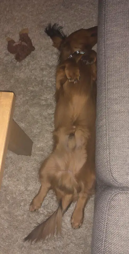 Dachshund lying on its back on the floor beside the couch