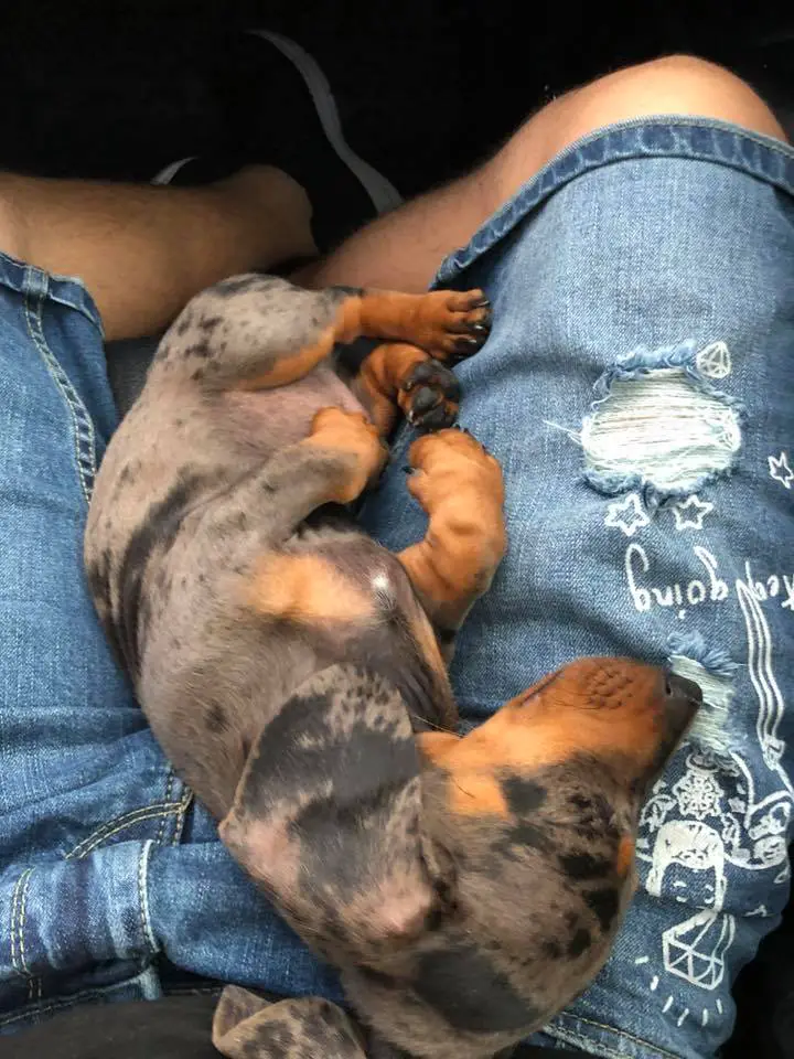 Dachshund sleeping on its owner's lap
