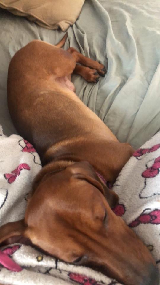 Dachshund soundly sleeping on the lap of its owner