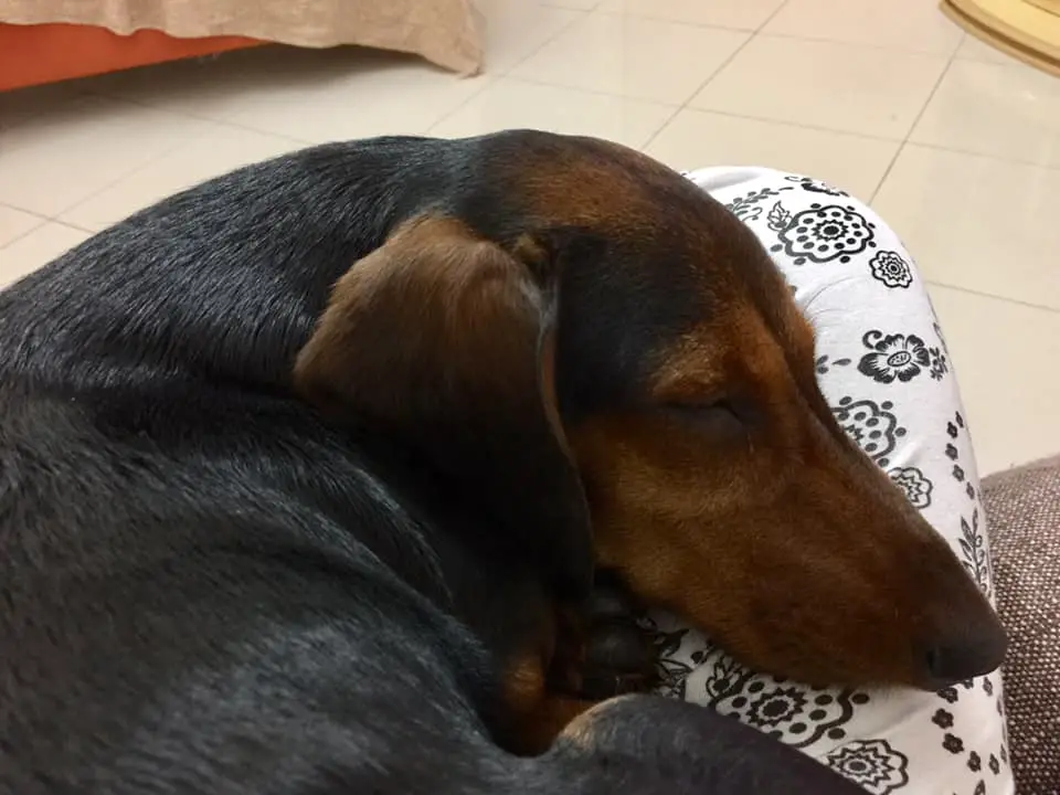 Dachshund curled up sleeping on its owner's lap