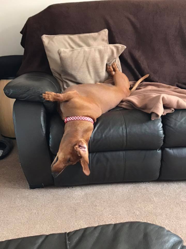 Dachshund sleeping on the couch with its head falling towards the floor