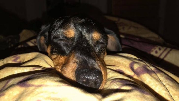 Dachshund sleeping soundly on the bed