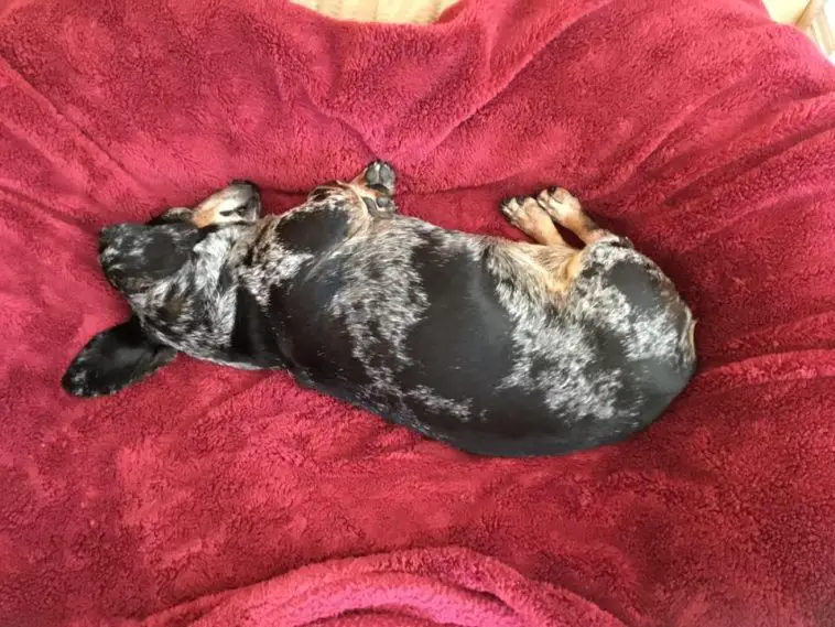Dachshund lying on its side sleeping on its bed