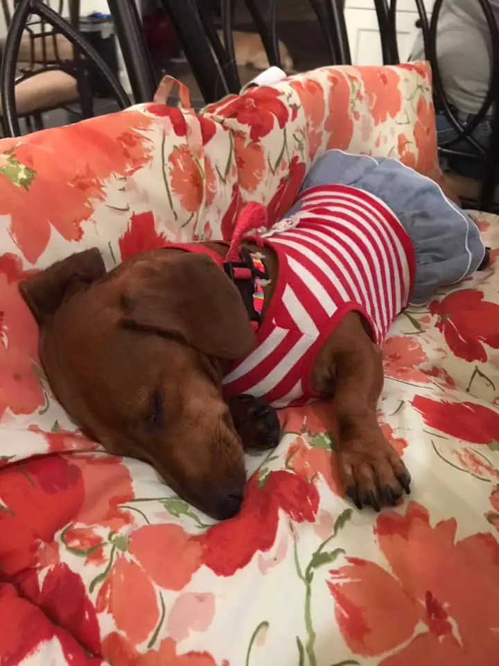 Dachshund in cute outfit sleeping on the couch