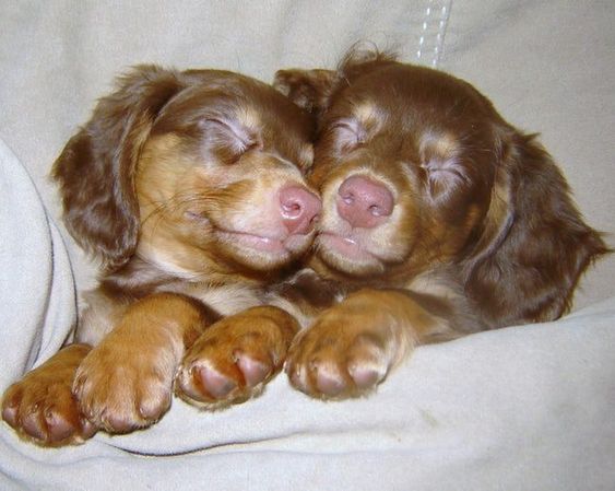 Dachshund puppies sleeping together