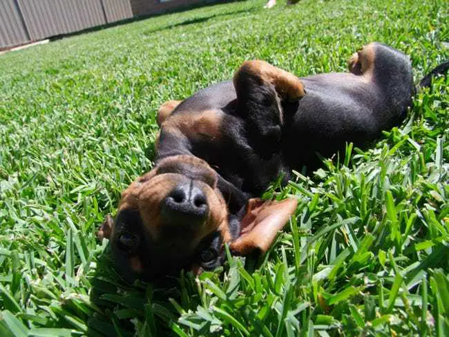 Dachshund lying on its back sleeping on the green grass