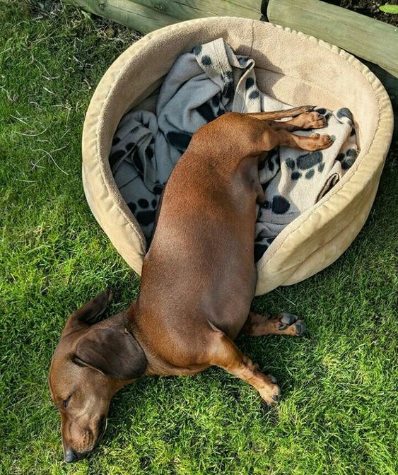 Dachshund sleeping outdoors while falling from its bed towards the green grass