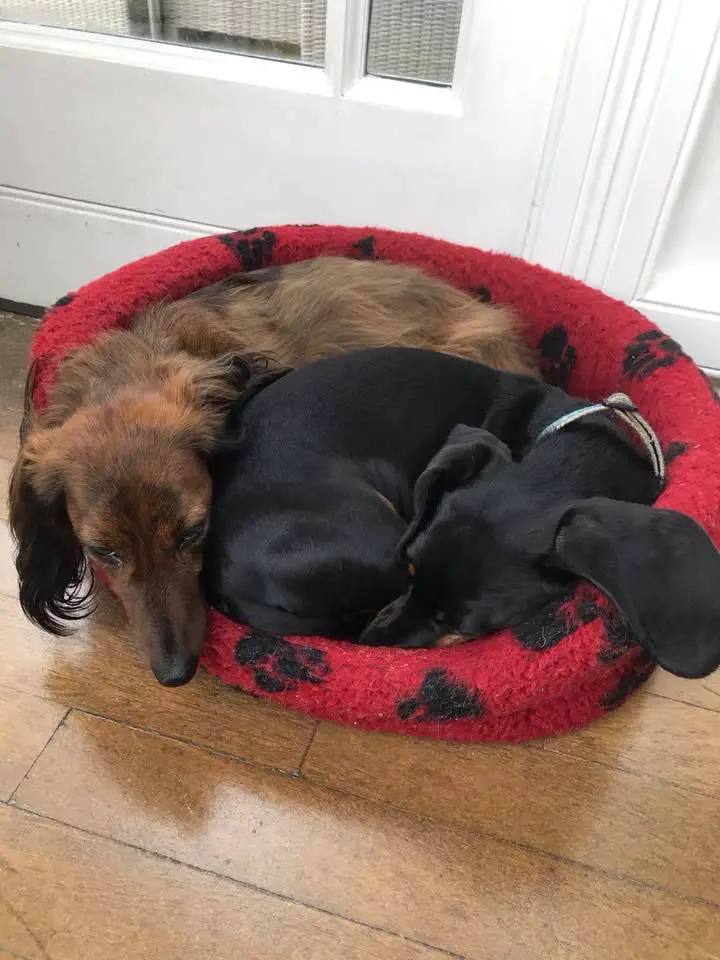 two Dachshunds curled up sleeping on its bed