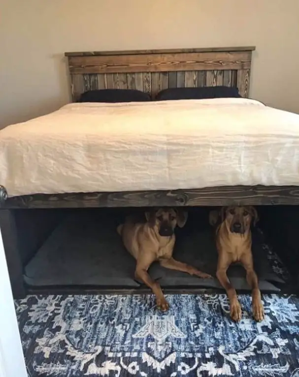 dog bed under the bed in the bedroom with two dogs