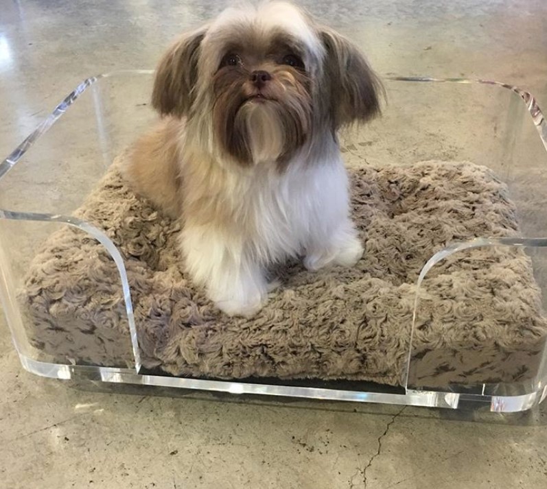 acryclic with foam inside Dog Bed Ideas