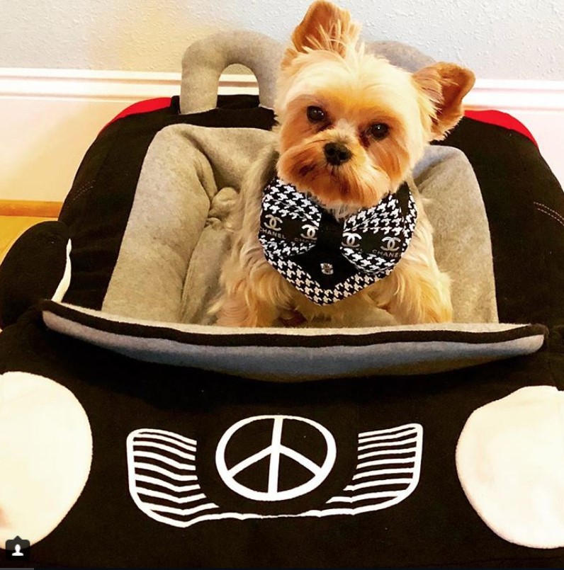 car Dog Bed Ideas