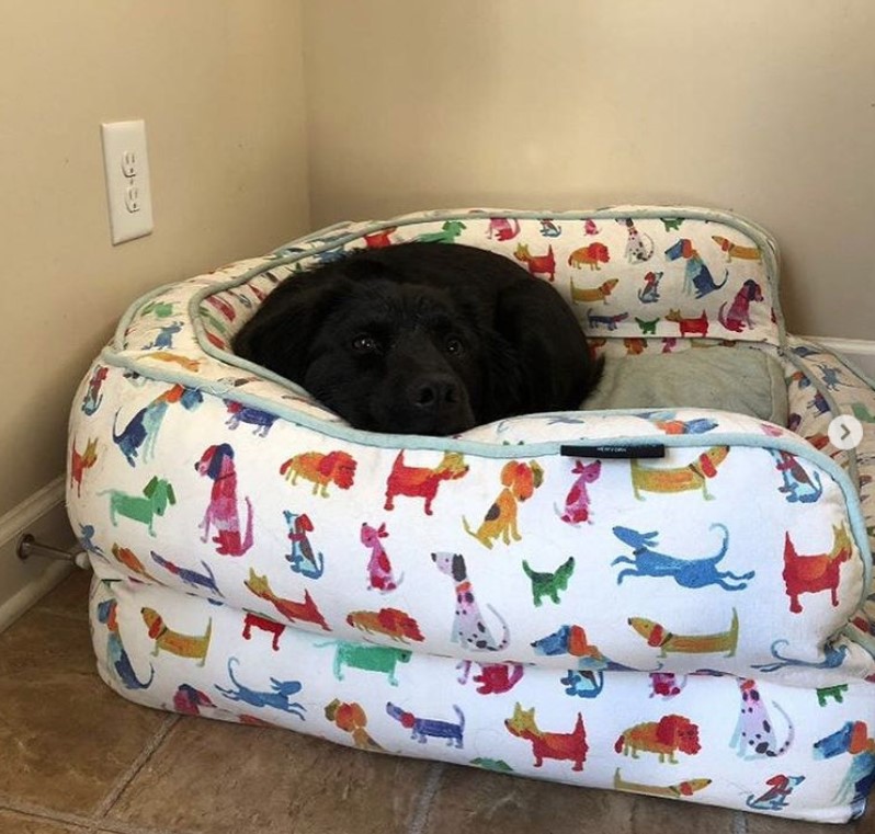 couch Dog Bed Ideas