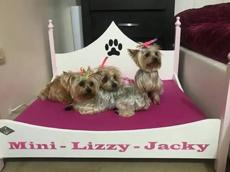 princess Dog Bed Ideas with three dogs